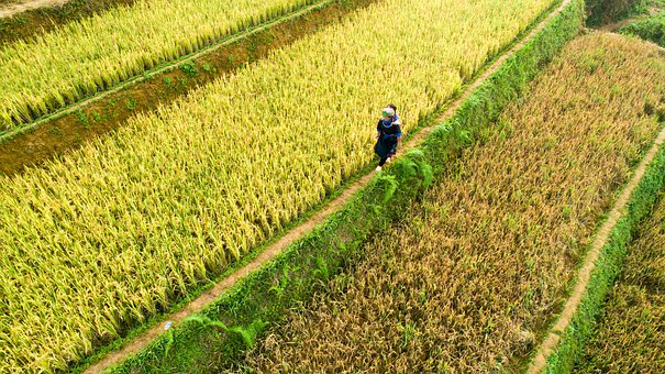 Farm size and smallholders’ use of intercropping in northwest China